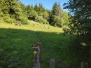 De nouveau parmi les vaches
